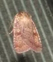 Lycophotia Moth - Hodges#11010 - photo 4