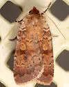 Lycophotia Moth - Hodges#11010 - photo 5