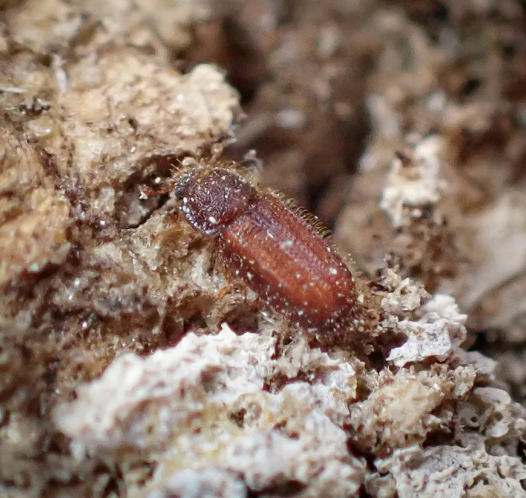 Lycoptis americana