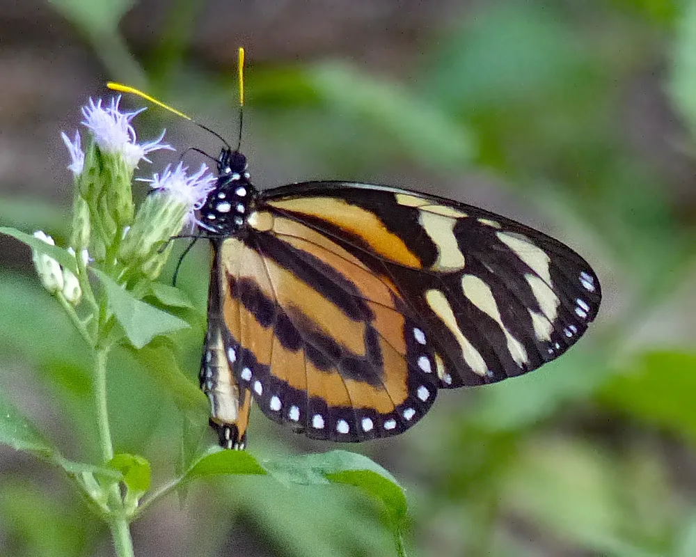 Tiger Mimic-Queen - Hodges#4617 - photo 2