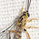 Lycorina glaucomata