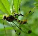 Lycorina glaucomata - photo 2