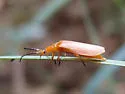 Lycostomus loripes - photo 2