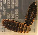 Lycostomus sanguineus