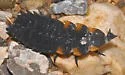 Lycostomus sanguineus - photo 2