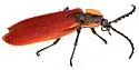 Lycostomus sanguinipennis - photo 4