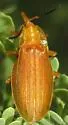 Lycostomus simulans - photo 2