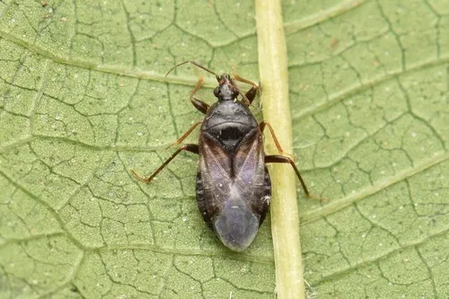 Lyctocoris beneficus