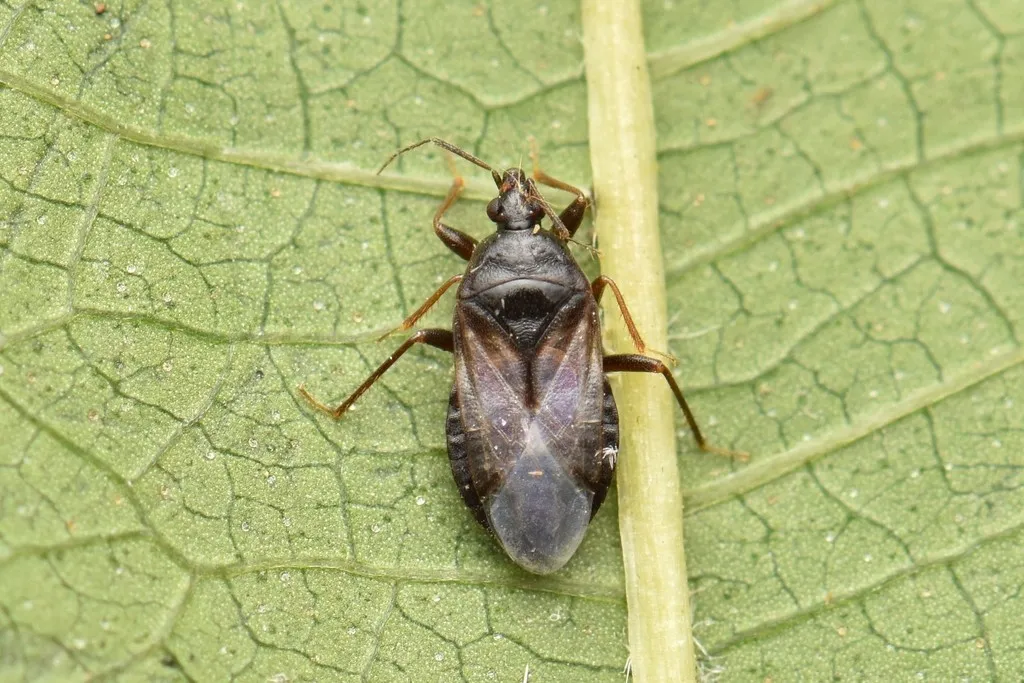 Lyctocoris beneficus - photo 2