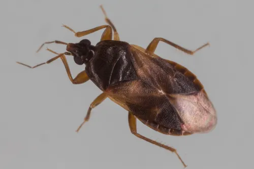 Lyctocoris campestris