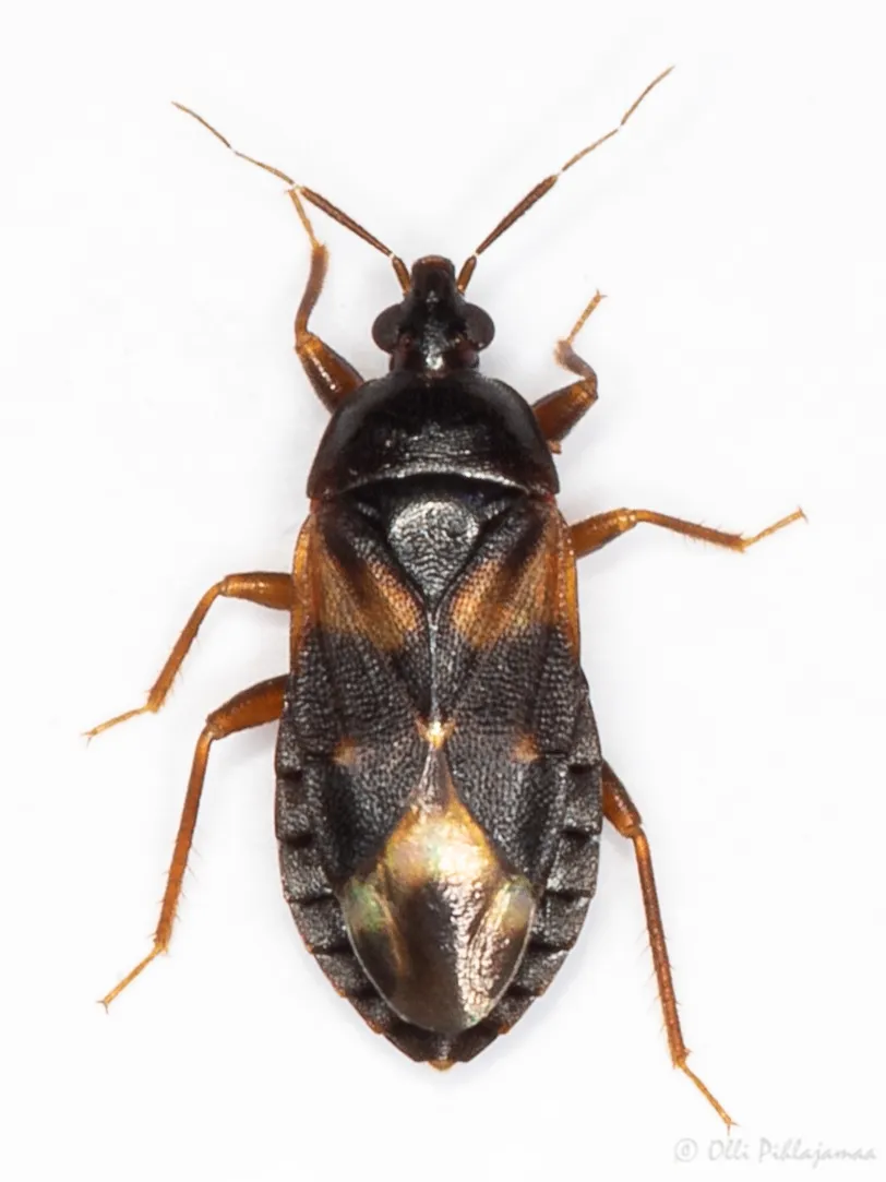Lyctocoris dimidiatus - photo 3