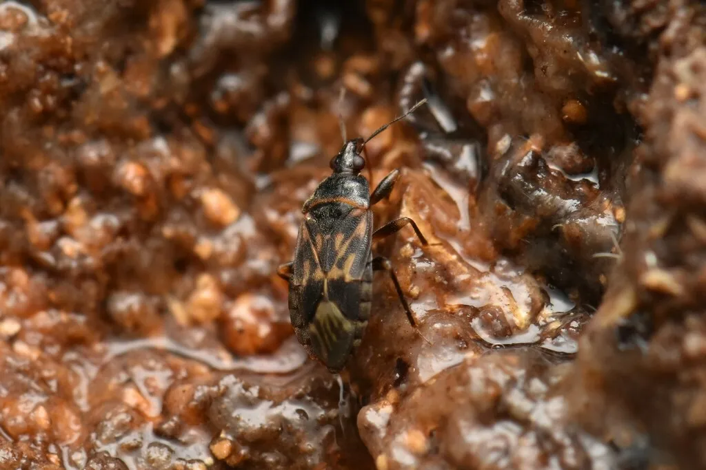 Lyctocoris ichikawai - photo 2