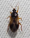 Lyctocoris sp-one - photo 2