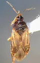 Lyctocoris sp-one - photo 3