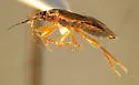 Lyctocoris sp-one - photo 4