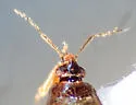 Lyctocoris sp-one - photo 5