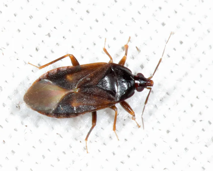 Lyctocoris (Dolichomerium) stalii