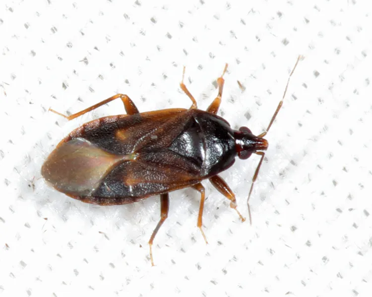 Lyctocoris (Dolichomerium) stalii - photo 3