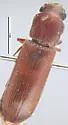 African Powderpost Beetle