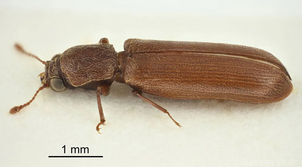 Brown Powderpost Beetle - photo 3