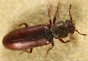 Southern Lyctus Beetle