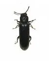 Southern Lyctus Beetle - photo 2