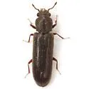 Southern Lyctus Beetle - photo 3