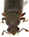 Southern Lyctus Beetle - photo 4