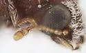 Lyctus caribeanus - photo 2