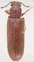 Shiny Powderpost Beetle - photo 3
