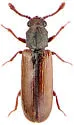 European Powderpost Beetle