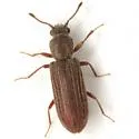 Lyctus opaculus - photo 2