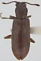 Lyctus opaculus - photo 3