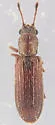 Lyctus opaculus - photo 4