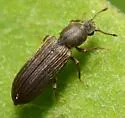 Lyctus opaculus - photo 5