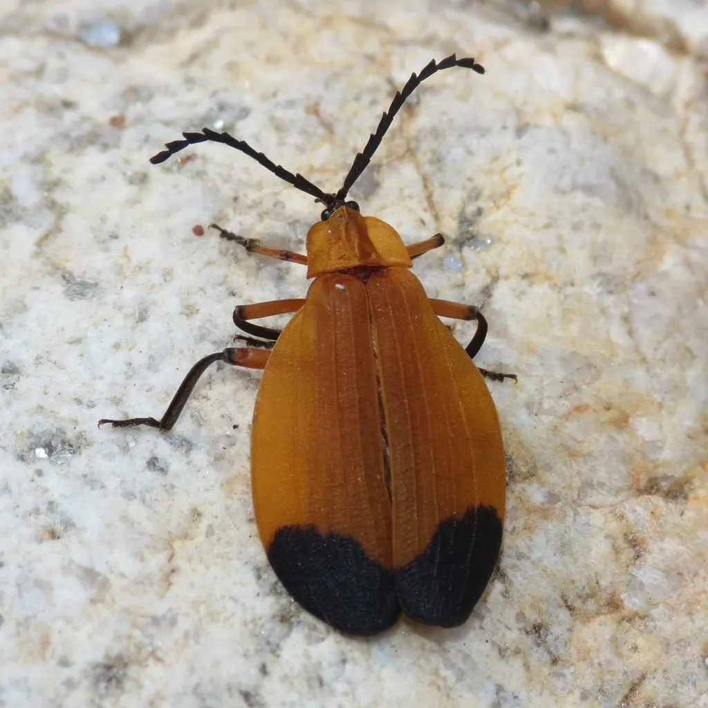 Lycus arizonensis - photo 2