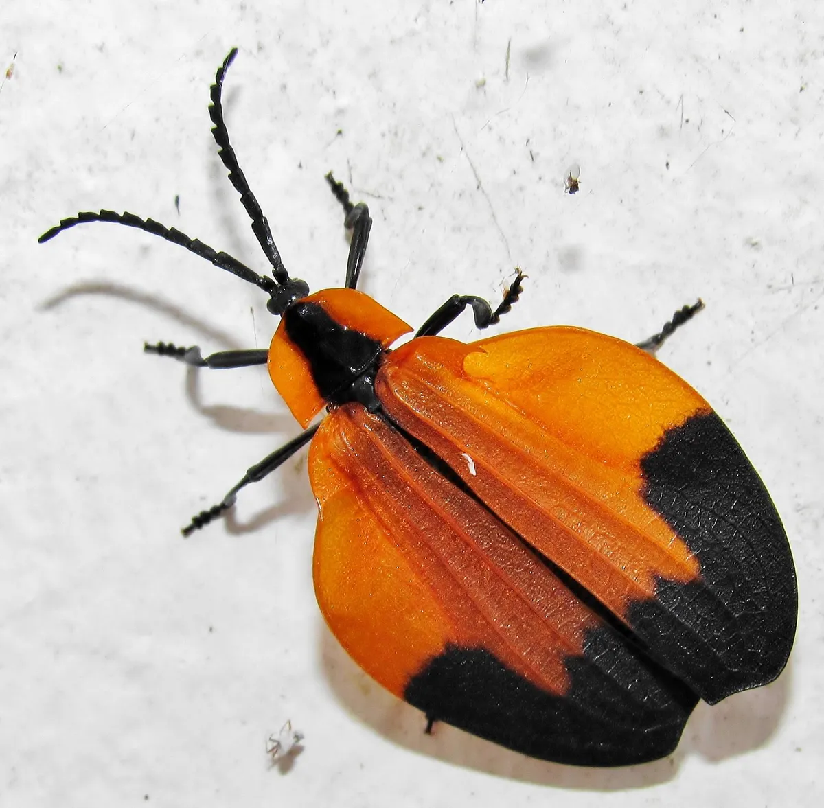 Cheeky Netwing Beetle - photo 3