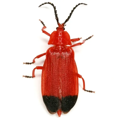 Bloody net-winged beetle