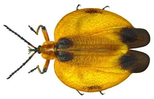 Tailed Net-winged Beetle