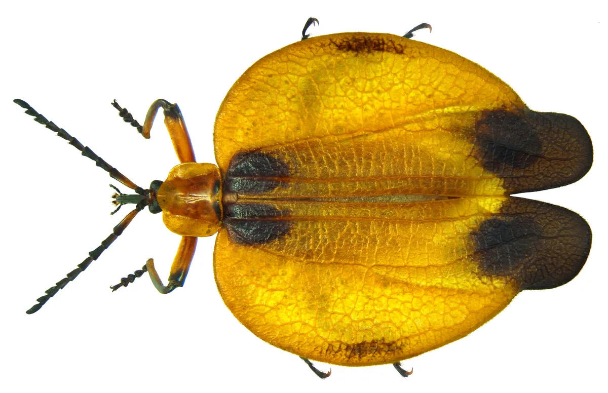 Tailed Net-winged Beetle - photo 3