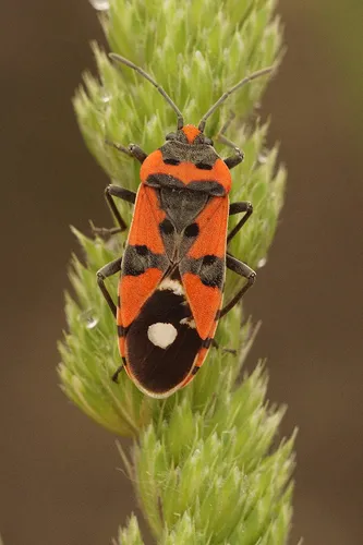 Seed Bugs - photo 2