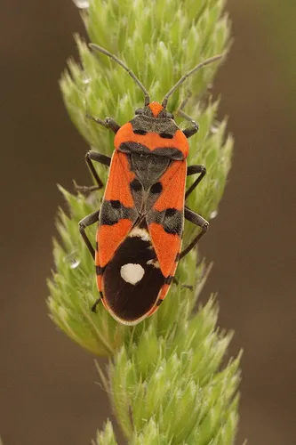 Seed Bugs - photo 3