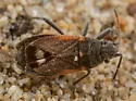 Lygaeospilus near-pusio - photo 5
