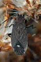 Lygaeospilus tripunctatus - photo 3