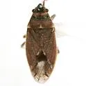 Lygaeospilus tripunctatus - photo 4