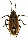 Lygaeospilus tripunctatus - photo 5