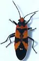 Lygaeus analis