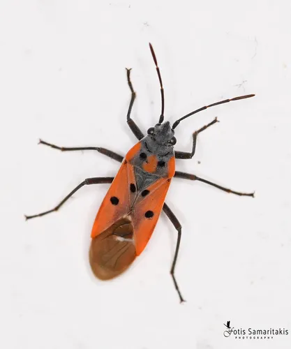 Cretan Seed Bug