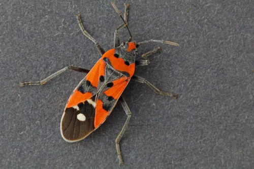 Black-and-Red Bug