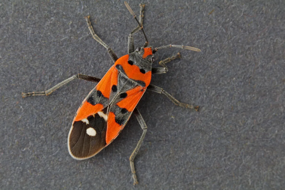 Black-and-Red Bug - photo 3